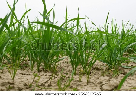 Similar – Image, Stock Photo A barley field just before maturity