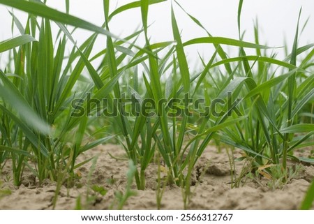 Similar – Image, Stock Photo A barley field just before maturity