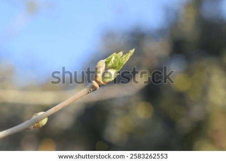 Similar – Image, Stock Photo Damaged blackcurrant leaves from a harmful insects aphids stock footage video