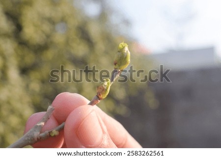 Similar – Image, Stock Photo Damaged blackcurrant leaves from a harmful insects aphids stock footage video