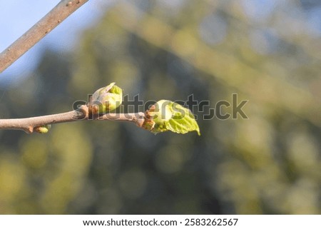 Similar – Image, Stock Photo Damaged blackcurrant leaves from a harmful insects aphids stock footage video
