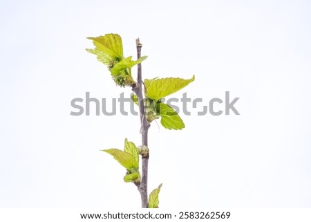 Similar – Image, Stock Photo Damaged blackcurrant leaves from a harmful insects aphids stock footage video