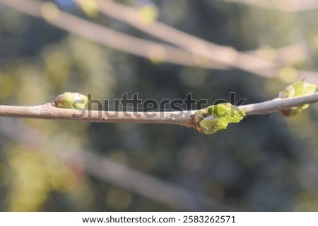 Similar – Image, Stock Photo Damaged blackcurrant leaves from a harmful insects aphids stock footage video