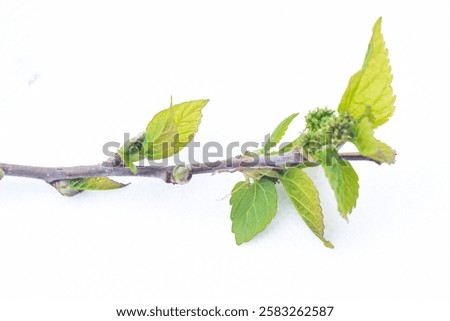 Similar – Image, Stock Photo Damaged blackcurrant leaves from a harmful insects aphids stock footage video