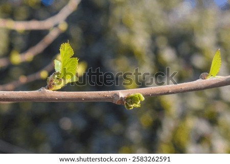 Similar – Image, Stock Photo Damaged blackcurrant leaves from a harmful insects aphids stock footage video