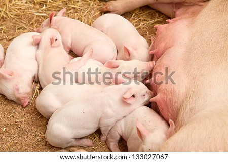Young pigs sleeping in the barn