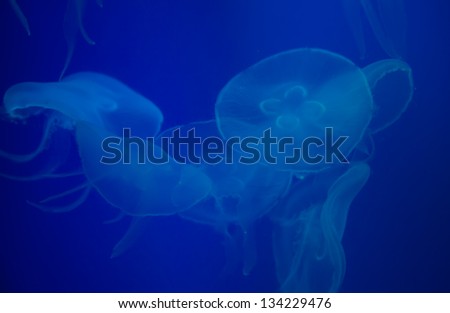 Jellyfish in the deep blue water