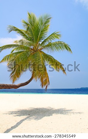 Maldivian island. Paradise in tropics.