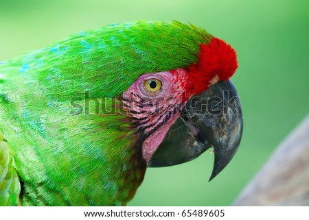 Green Parrot with red feathers (Military maccaw)