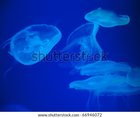 Jellyfishes in the deep blue water