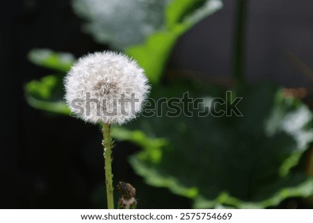 Similar – Foto Bild Wuschelkopf Pflanze Blüte