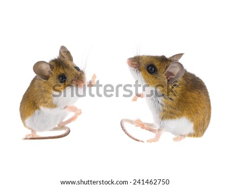 Deer Mouse Sitting - Peromyscus Field Mice High Five