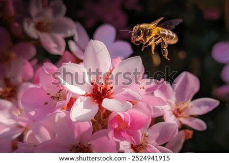 Similar – Foto Bild Fliegende Biene über Blüten