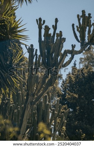 Similar – Image, Stock Photo Tall cactus against blue sky