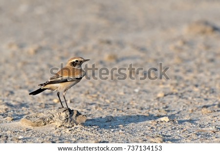 Desert Wheatear(Oenanthe