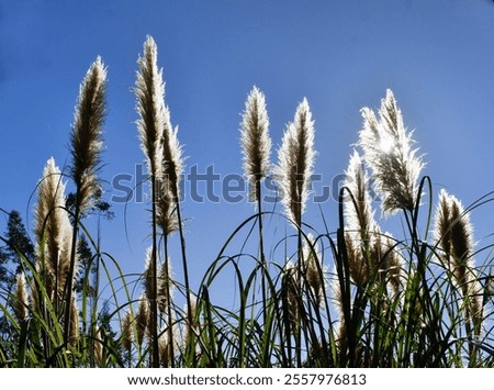 Similar – Image, Stock Photo Flowering grass backlit