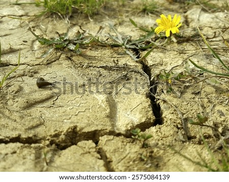 Similar – Image, Stock Photo arid Environment Nature