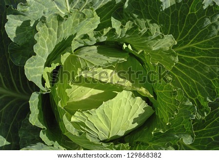 Russia, summer,the nature, crop, garden, luxurious head of cabbage with large green leaves with drops of water