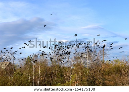 nature Russia, autumn, migratory birds are preparing to fly to warmer climes