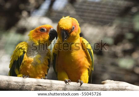 Two yellow parrots talking among themselves