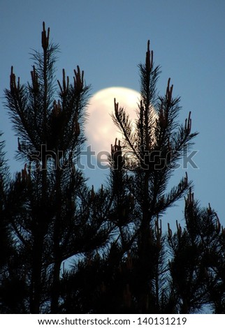 The tops of the pine trees on the background of the growing moon