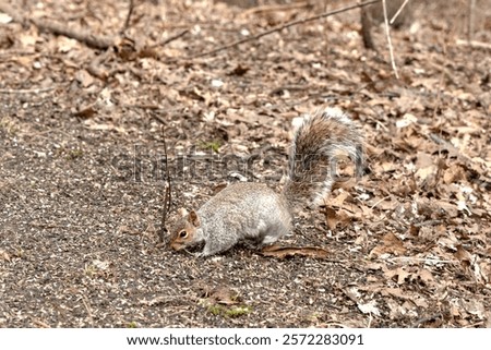 Similar – Image, Stock Photo Squirrel seeks food on the terrace