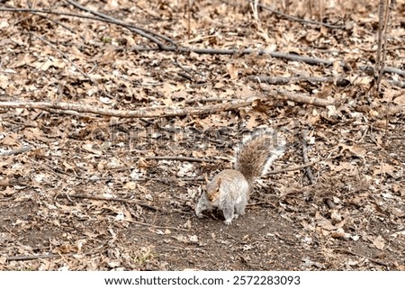 Image, Stock Photo Squirrel seeks food on the terrace