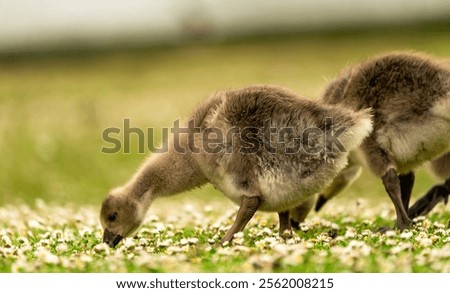 Similar – Image, Stock Photo Flowerbed with bird of paradise flowers