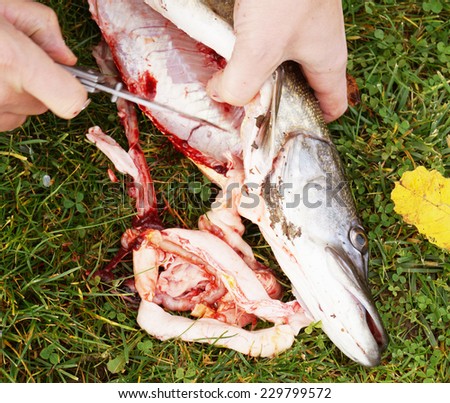 gutting fish