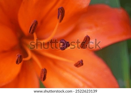 Similar – Image, Stock Photo Orange Lily stamens close up with selective focus