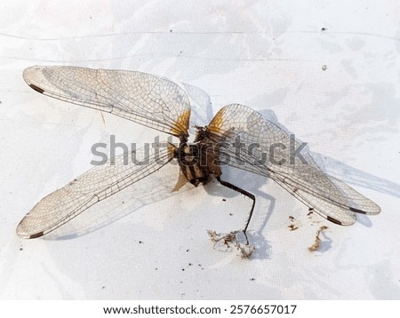 Similar – Image, Stock Photo Detail of two pair of feet in front of a defocused landscape at sunset