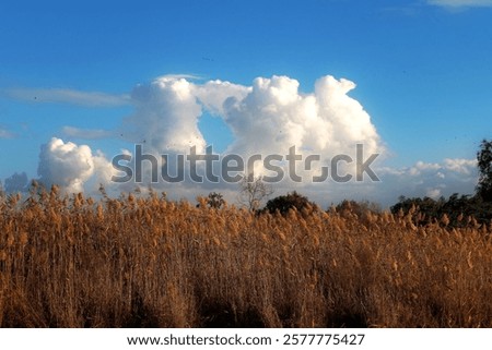 Similar – Image, Stock Photo Autumn field under cumulus clouds in sunlight