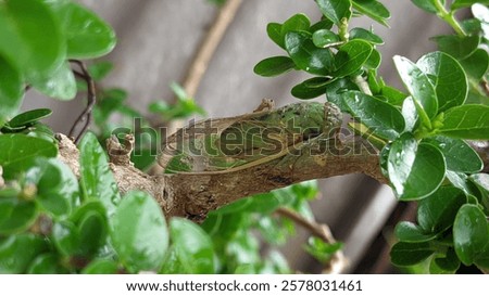 Similar – Foto Bild kleiner grüner Baum aus nächster Nähe