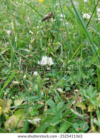 Similar – Foto Bild Fliegende Biene über Blüten