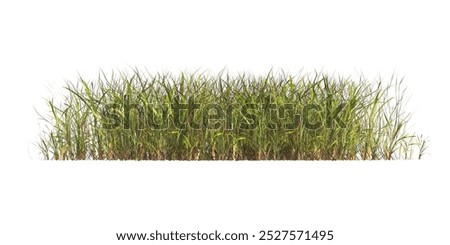 Similar – Image, Stock Photo Grass reeds by the lake