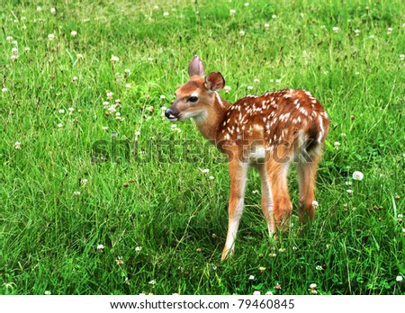 cute baby fawn deer with white spots is standing in a thick green field of clover