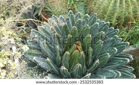 Similar – Image, Stock Photo Blooming desert agave in the Anza Borrego State Park, Caifornia