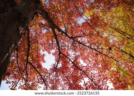 Similar – Image, Stock Photo Garden with countless red and yellow tulips and flowers