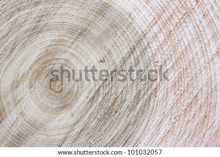 Wood slice pattern in macro