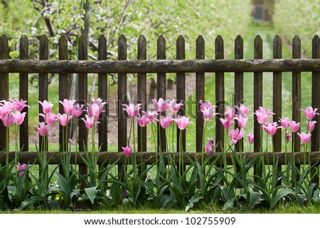 Similar – Image, Stock Photo Garden fence with purple tips forms arch