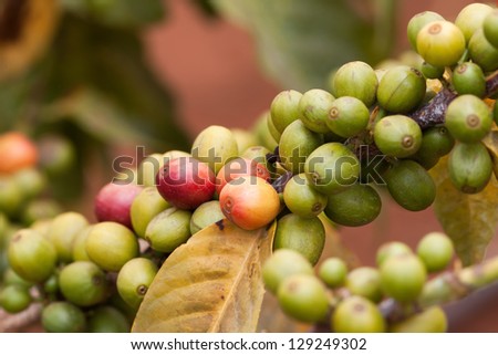 Fresh coffee bean on the coffee tree