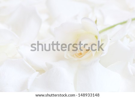 White tender rose on white rose petals - high key image,(manual focus)