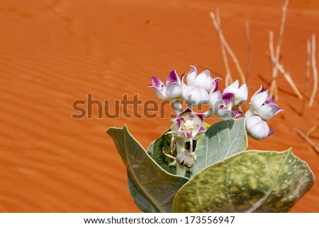 Sahara deserts flower - apple of sodom (Calotropis procera)