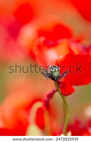 Similar – Image, Stock Photo poppy flower Capsule Poppy