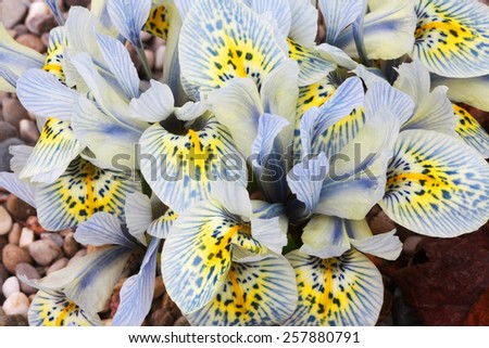 Dutch miniature light blue iris (Iris histrioides)