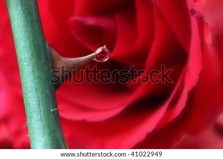 Similar – Image, Stock Photo rose thorn and waterdrop living together for a while