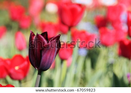 Dare to be different - a black tulip among the red ones