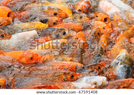 Overpopulated Koi Carps in a Park Pond  - animal cruelty