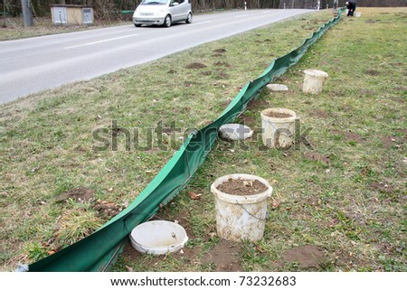 Frog Protection spawning migration - frog fence is set to prevent frogs from crossing streets and pails are placed to collect frogs fallen into. The pails are carried to the wetland daily by workers.