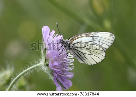 Butterfly - black-veined white (Aporia crataegi,) pausing on a lila flower